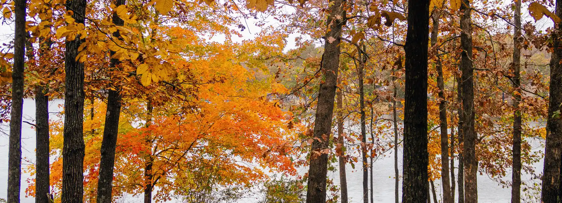 Craighead Forest in the fall with autumn trees