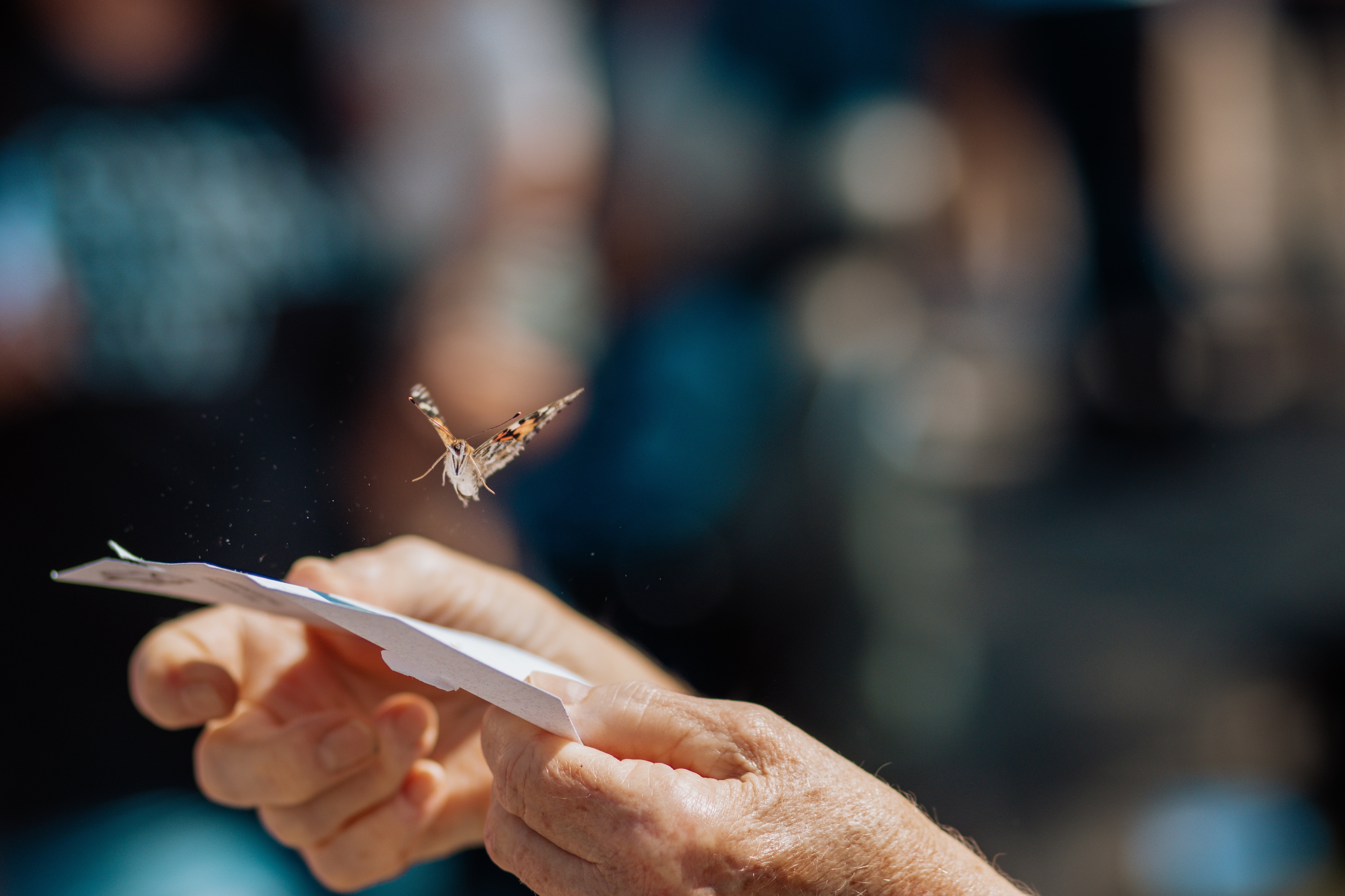 butterfly flying